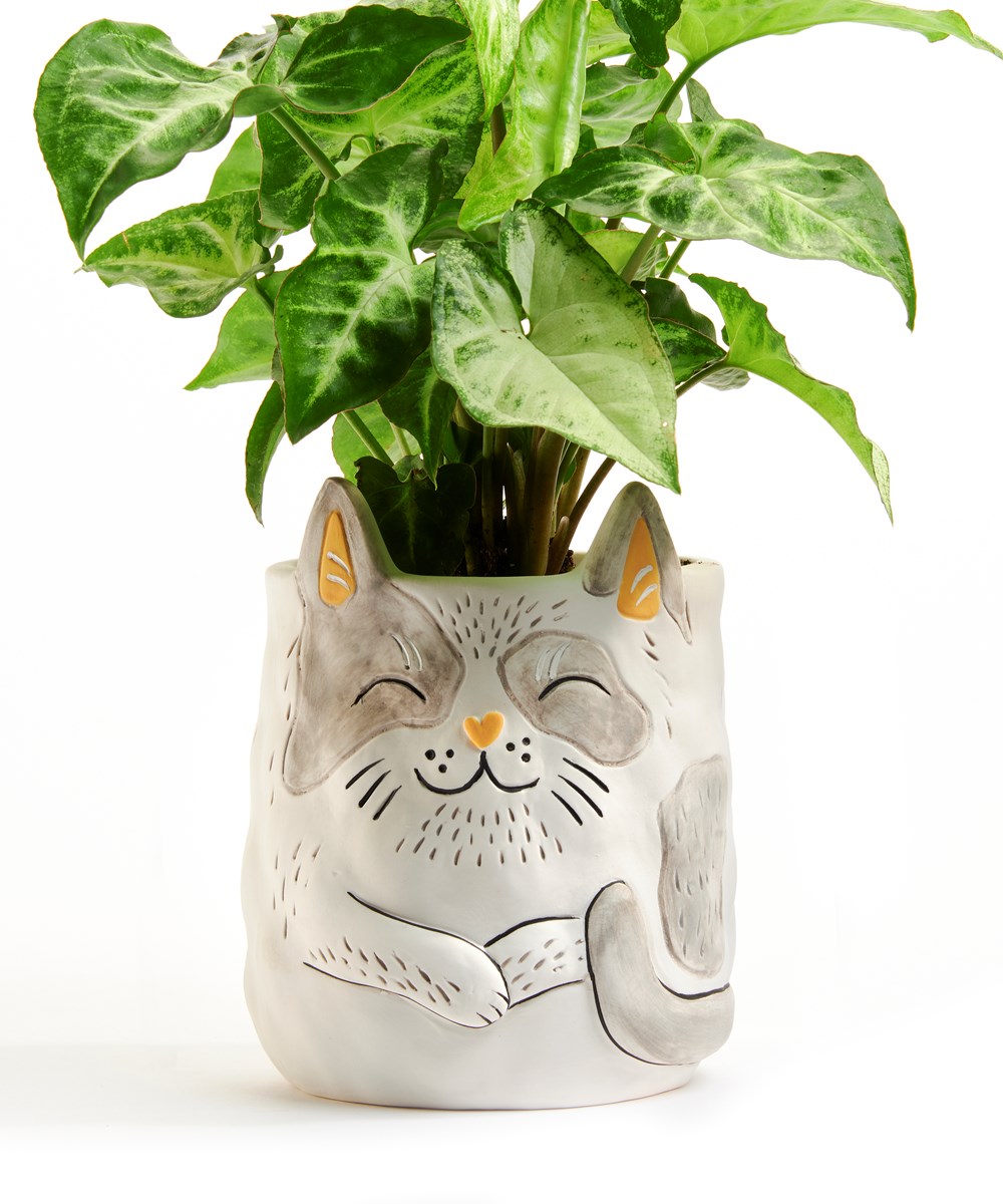 JARDINIÈRE - CHAT GRIS